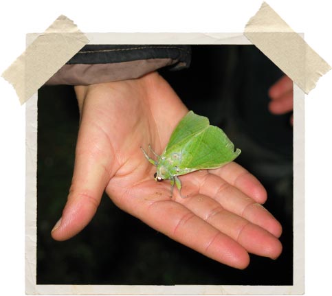 moth in hand