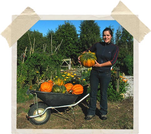 pumpkins