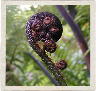 koru